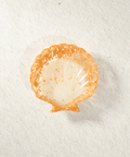 Shell Trinket Dish Exyst